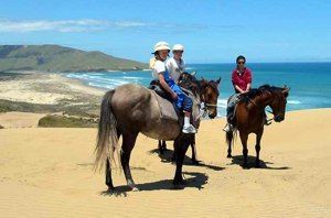 06Jun2015090606Kaitaia horses.jpg